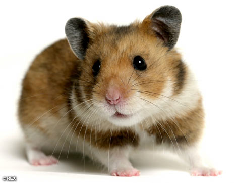 Pets Allowed: Hamsters, Guinea Pigs, Rabbits, Hermit Crabs, Fish, Birds, 